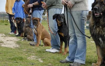A view of a dog training class