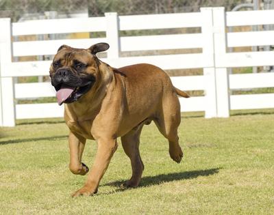 Happy dog running through the grass.