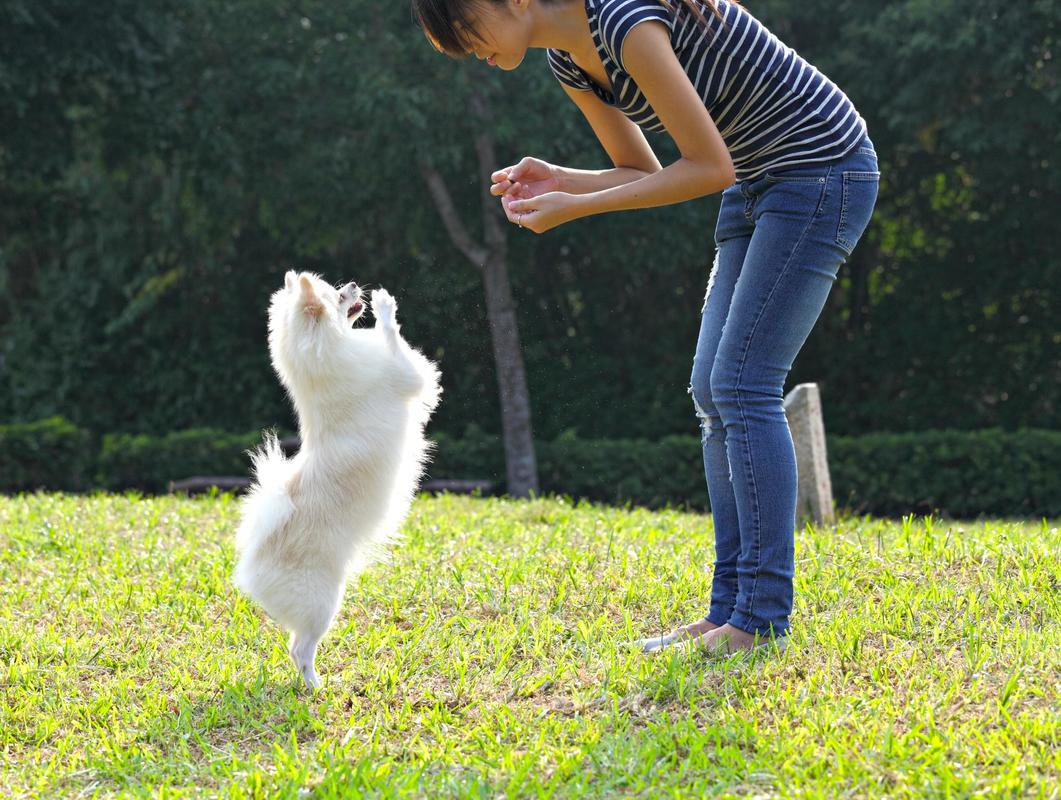Teaching a dog new tricks