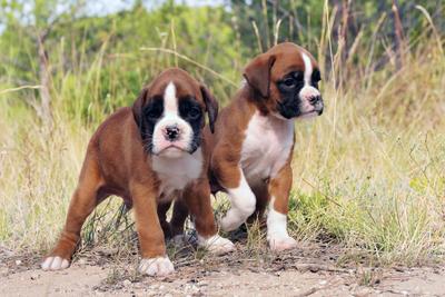 Cute puppies - who will need training later!